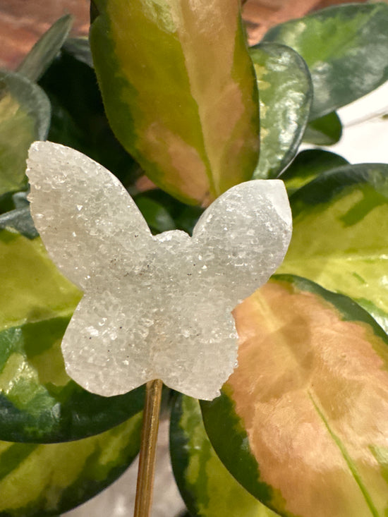 4/13 Green amethyst butterfly