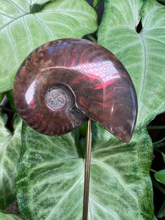 8/23 Aura Ammonite Plant Crystal