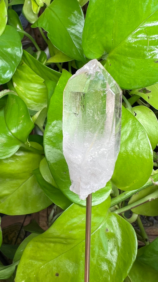 Ether Clear Quartz Plant Crystal