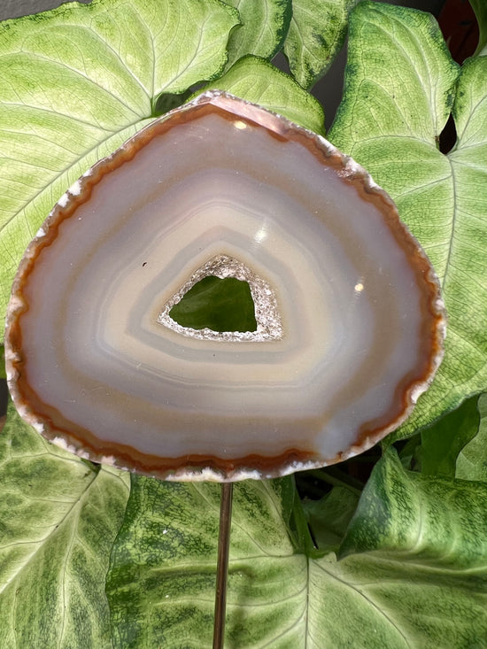 8/23 Agate Plant Crystal