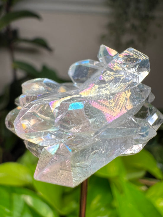 Mini AAA Angel Aura Cluster Plant Crystal