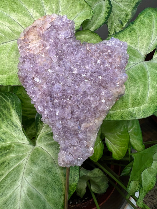 8/23 Amethyst Cluster Plant Crystal