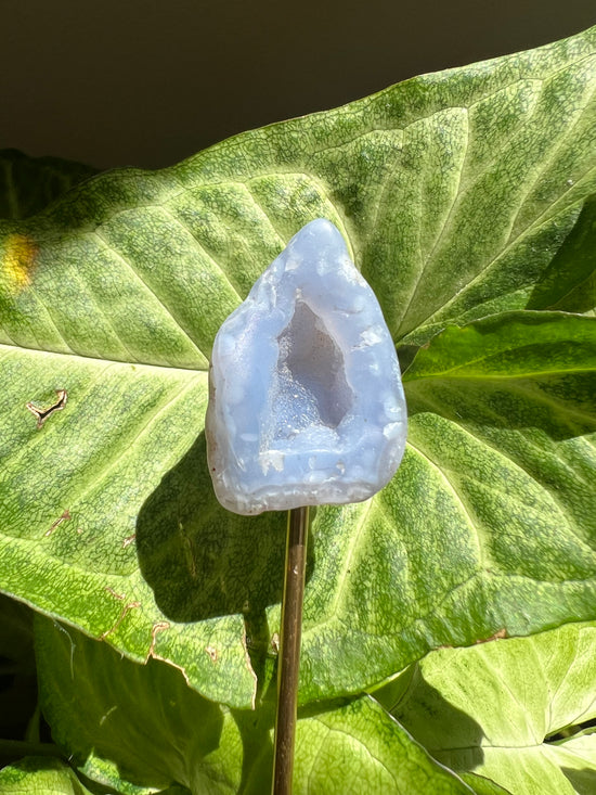 8/17 Blue Chacedony Plant Crystal