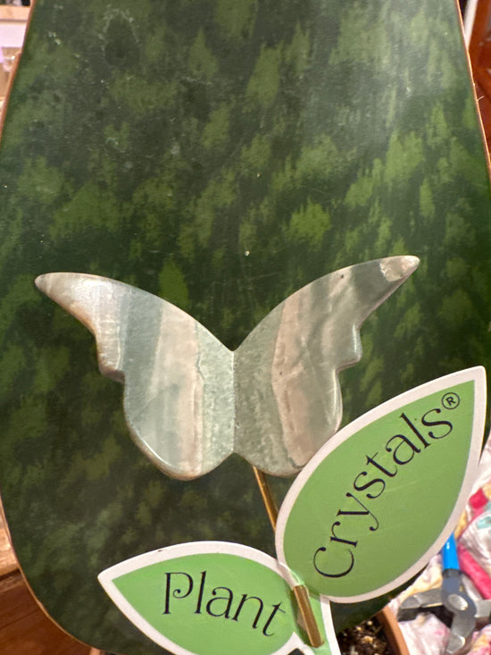 5/4 Jasper Butterfly