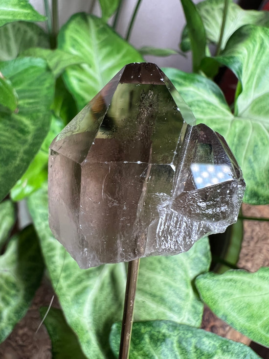 Eve Smokey Quartz Plant Crystal