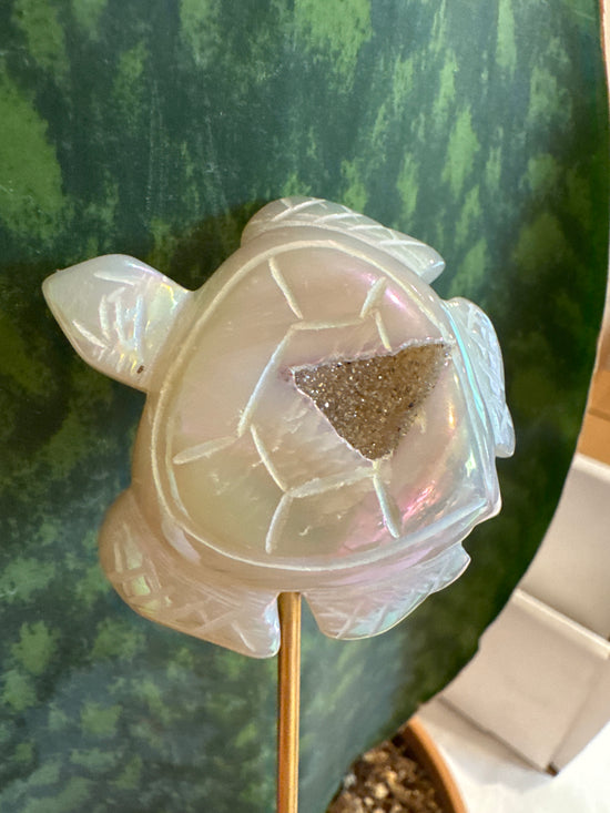 3/16 Aura turtle