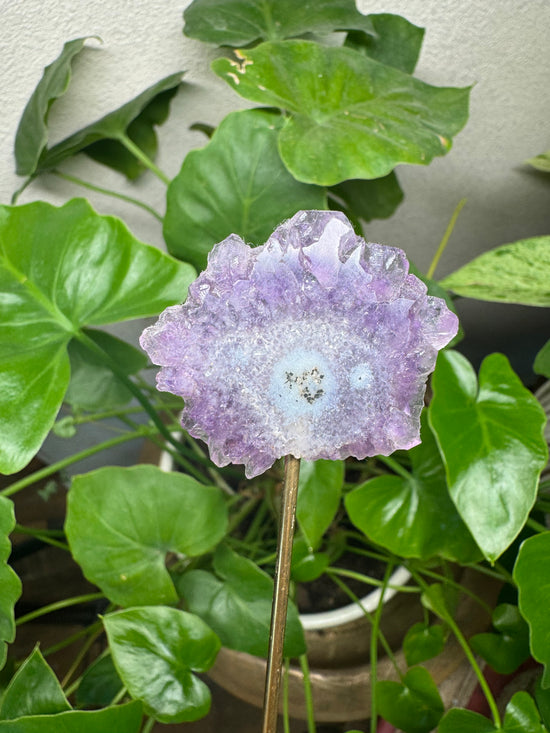 4/4 Mini Amethyst Flower Agate