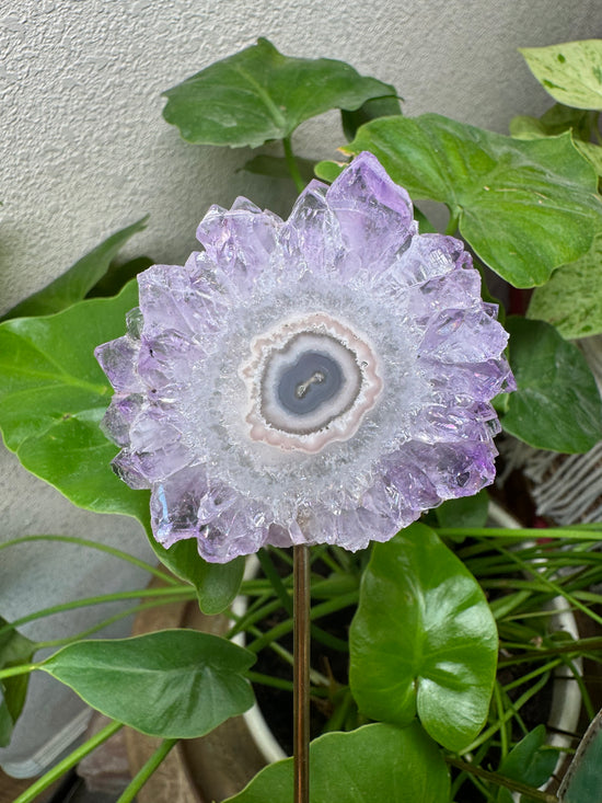 4/14 Amethyst Flower