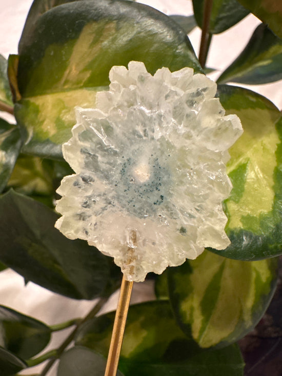 4/13 Green Stalactite Flower