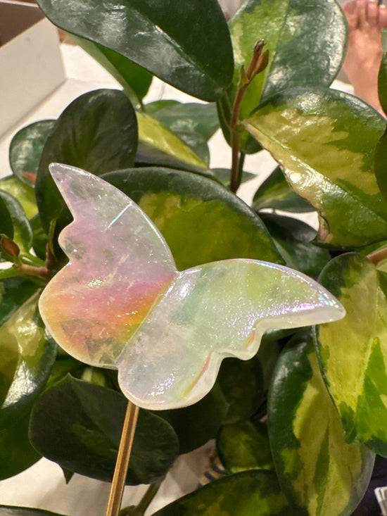 4/13 Aura Butterfly