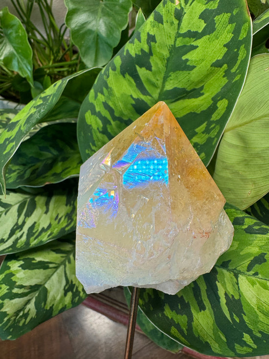 6/2 Angel Aura Citrine