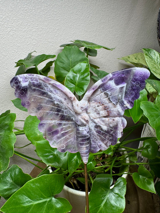 4/21 Large Chevron Amethyst Butterfly