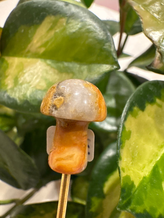 4/13 mini mushy