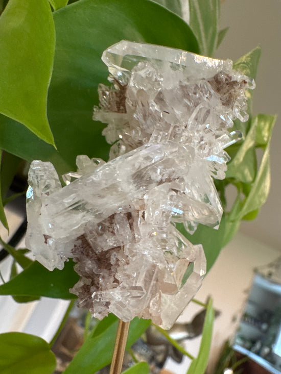 Mari Lemurian
