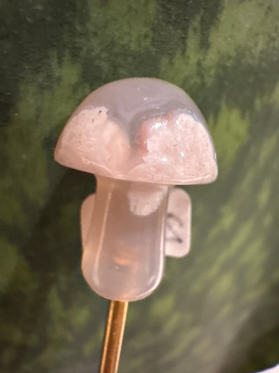 3/28 mini mushy