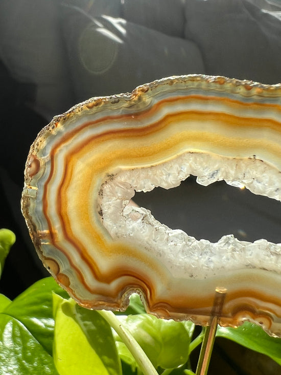 Believe Natural Agate Plant Crystal