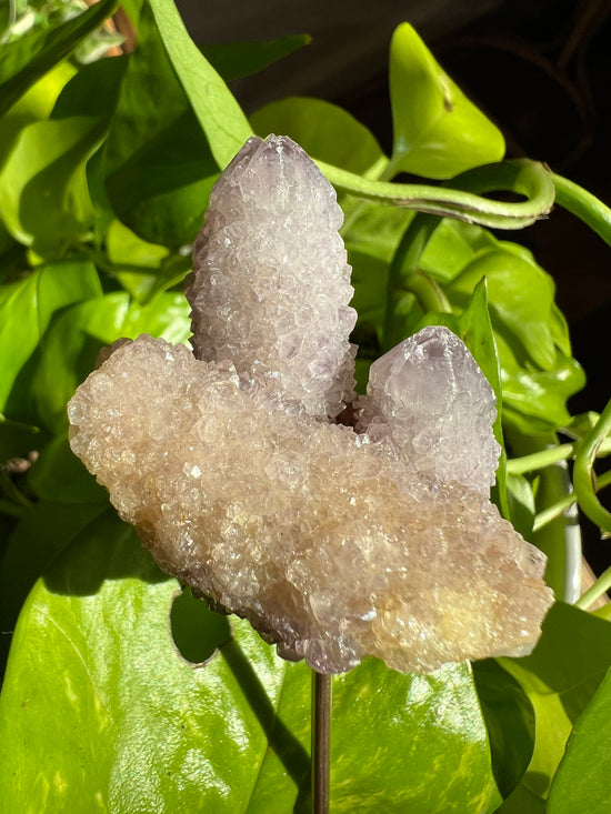 Pisces Spirit Quartz Cluster Plant Crystal