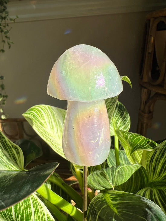 Angel Aura Rose Quartz Mushroom Plant Crystal