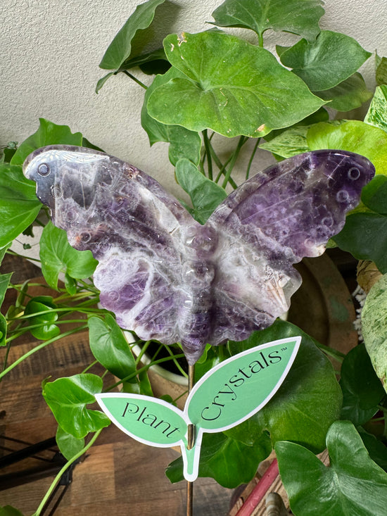 Spring X-Large Amethyst Butterfly