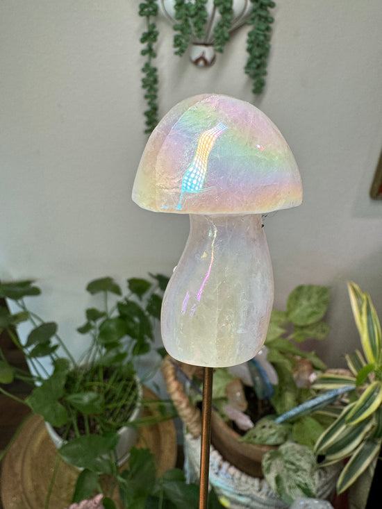 8/31 Angel Aura Mushroom