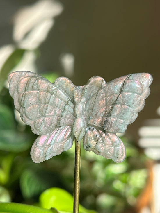 Borealis Labradorite Butterfly Plant Crystal