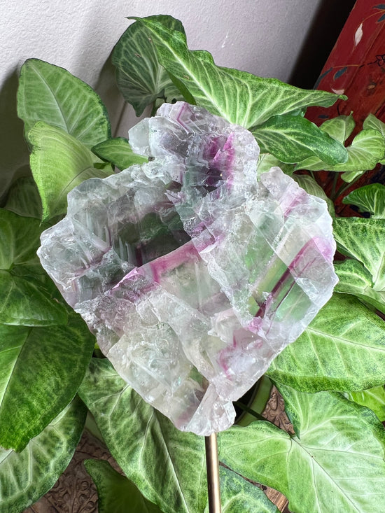 8/27 Fluorite Plant Crystal