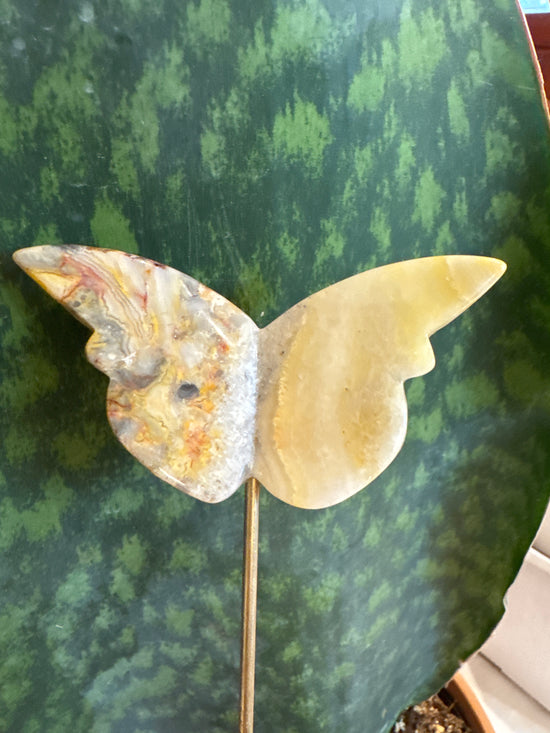 3/16 Mexican lace agate Butterfly