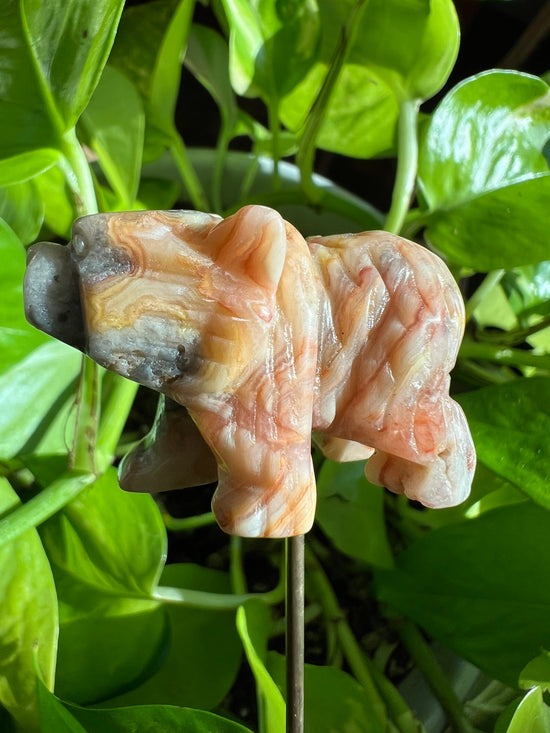 Dusty the Banded Agate Bear Plant Crystal