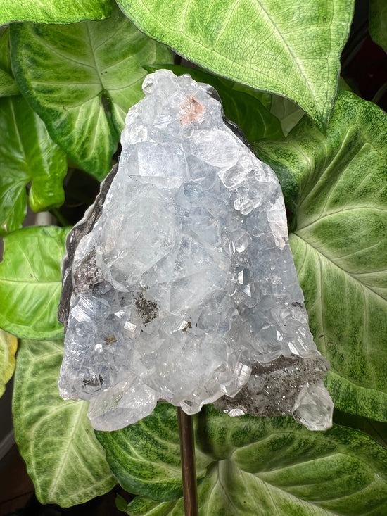 9/24 Rare blue Apophylite Plant Crystal