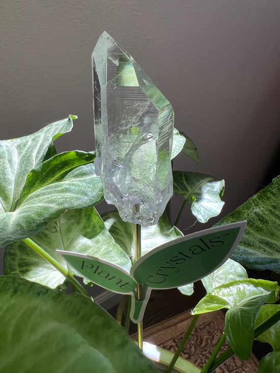 8/17 Sacred Quartz Plant Crystal