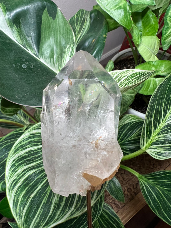 9/28 Premium Quartz Plant Crystal