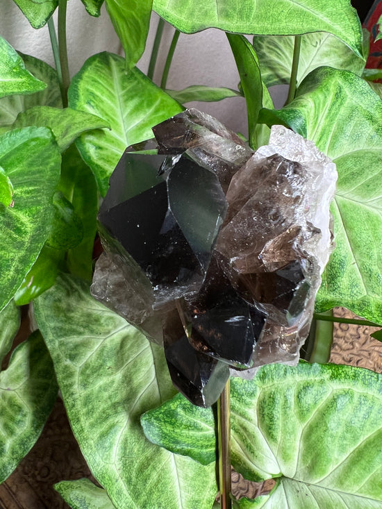 Noir Large Smokey Quartz Cluster Plant Crystal