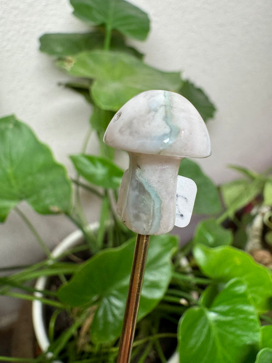 6/23 Mini Mushroom