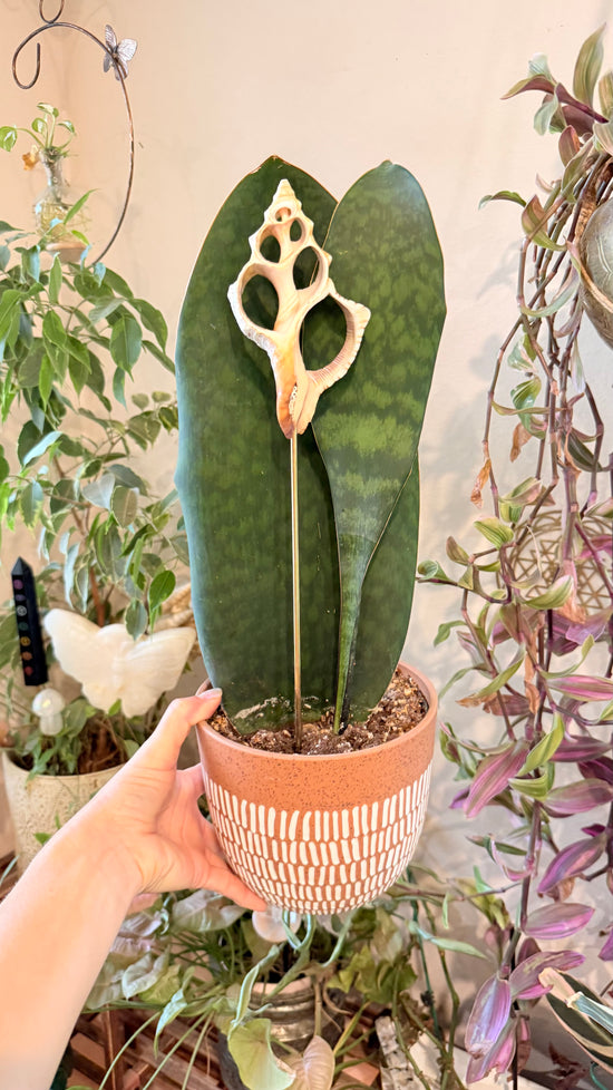 Fibonacci Spiral Shell - large size