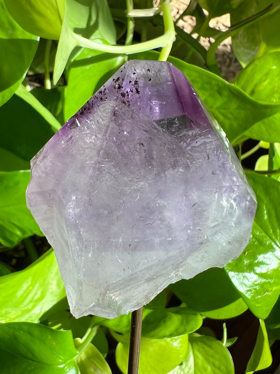 Bella Large Amethyst Plant Crystal