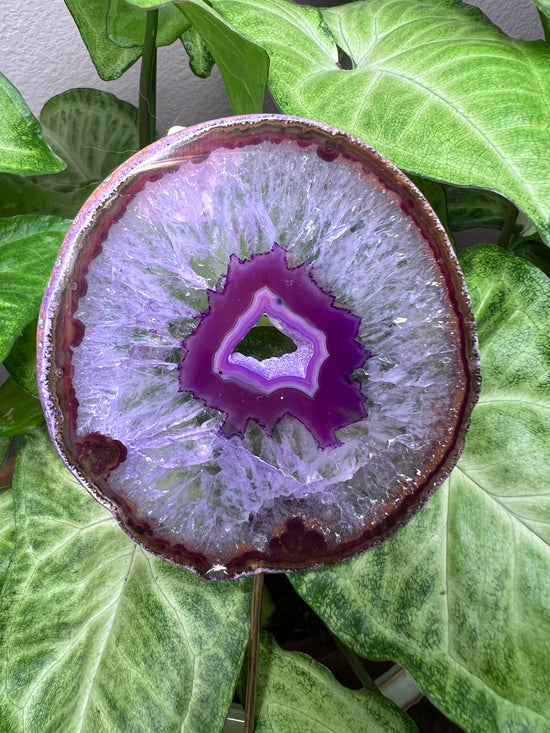 8/27 Purple Agate Plant Crystal