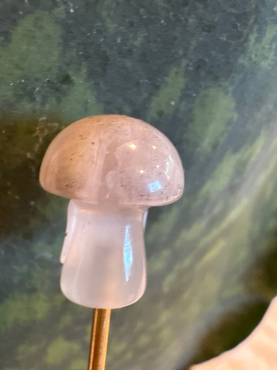 4/18 Mini Mushy