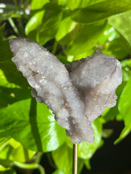 LARGE Heart Amethyst Spirit Quartz Plant Crystal