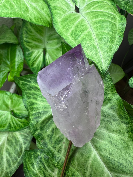 9/24 Amethyst Plant Crystal