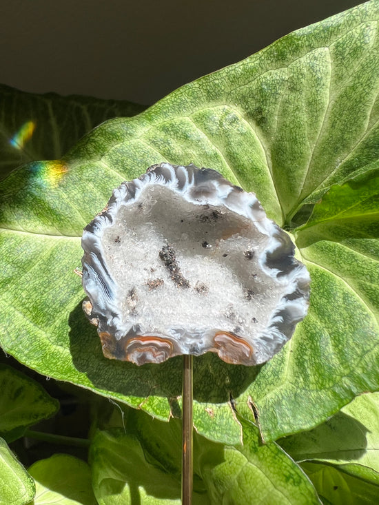 8/17 Geode Plant Crystal