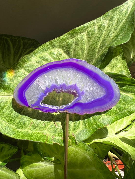 8/17 Purple Agate Plant Crystal