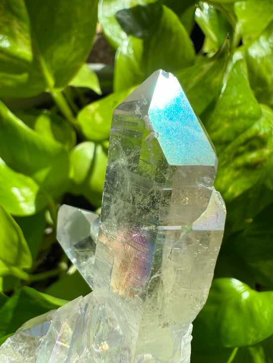 Angel Aura Plant Crystal