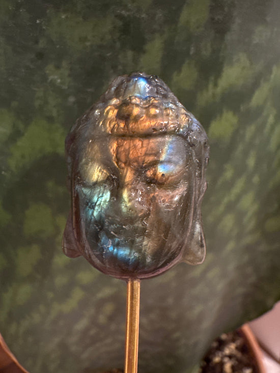 3/2 Lab Buddha
