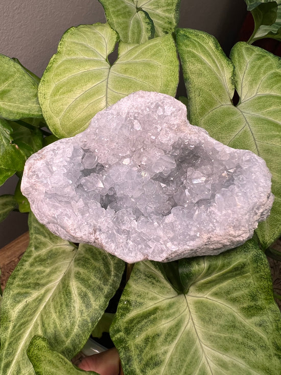 8/23 Premium Blue Calcite Plant Crystal