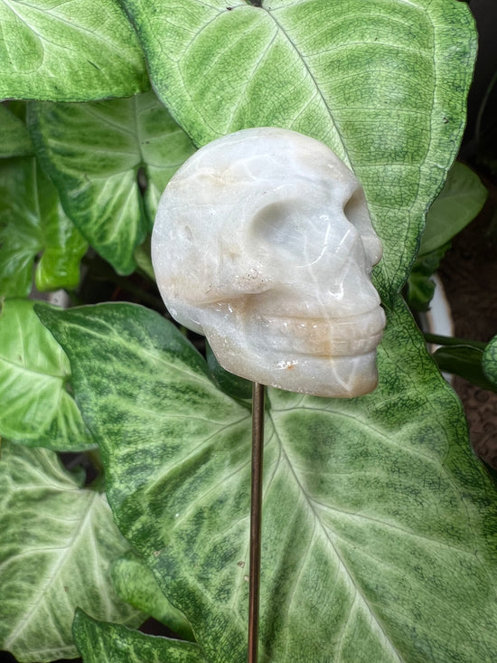 9/24 Amazonite Skull Plant Crystal