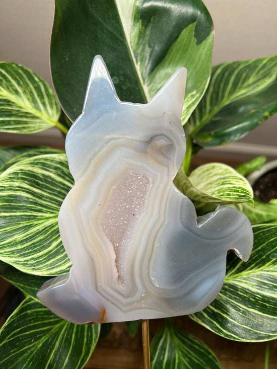 Large Agate Drusy Cat Plant Crystal