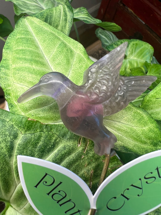 9/17 Fluorite Hummingbird Plant Crystal