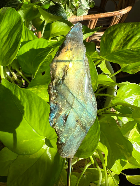 Orion Labradorite Plant Crystal