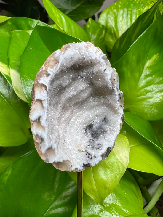 Agate Geode Plant Crystal