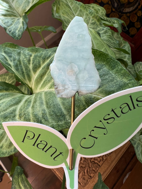 9/3 Larimar Plant Crystal